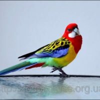 Попугай Розелла пестрая-яркий попугай все цвета радуги!