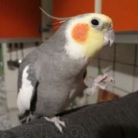 Попугаи Корелла птенчики окрас:серый, корица, перловый!